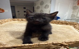 Mixed Breed cats for sale: Beautiful kittens for sale - Image 16