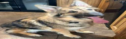 German Shepherd dogs for sale: KC reg 1 year bitch German Shepherd  - Advert 9
