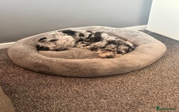 Cockapoo dogs for stud: Blue Merle Cockapoo ( Ralph )  - Image 8