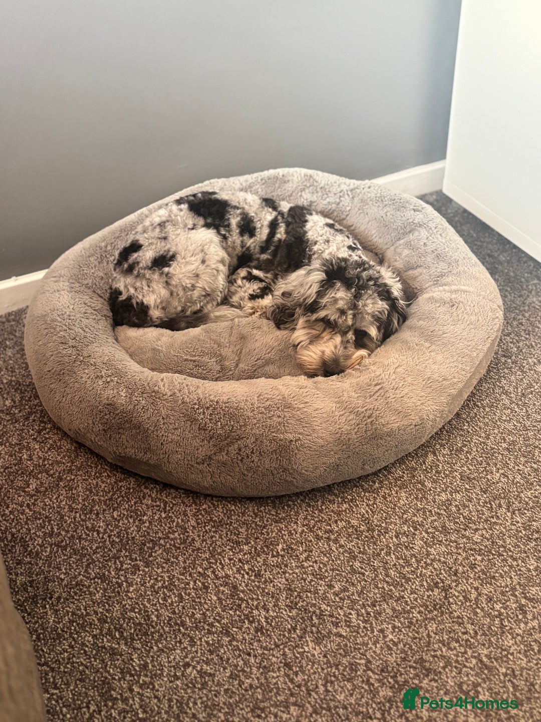 Cockapoo dogs for stud: Blue Merle Cockapoo ( Ralph )  - Image 8