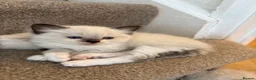 Ragdoll cats for sale: Beautiful Ragdoll kittens! in Fareham - Advert 31