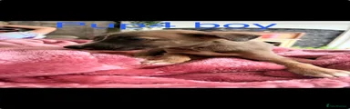Mixed Breed 4