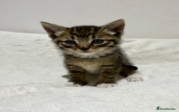 Mixed Breed cats for sale: Kittens for Sale !! - Image 15