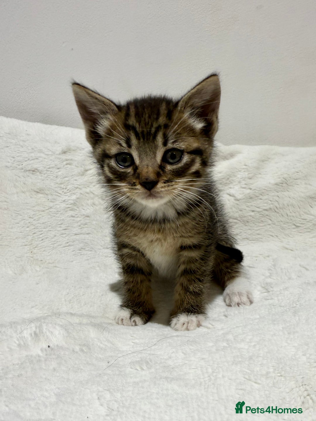 Mixed Breed cats for sale: Kittens for Sale !! - Image 15
