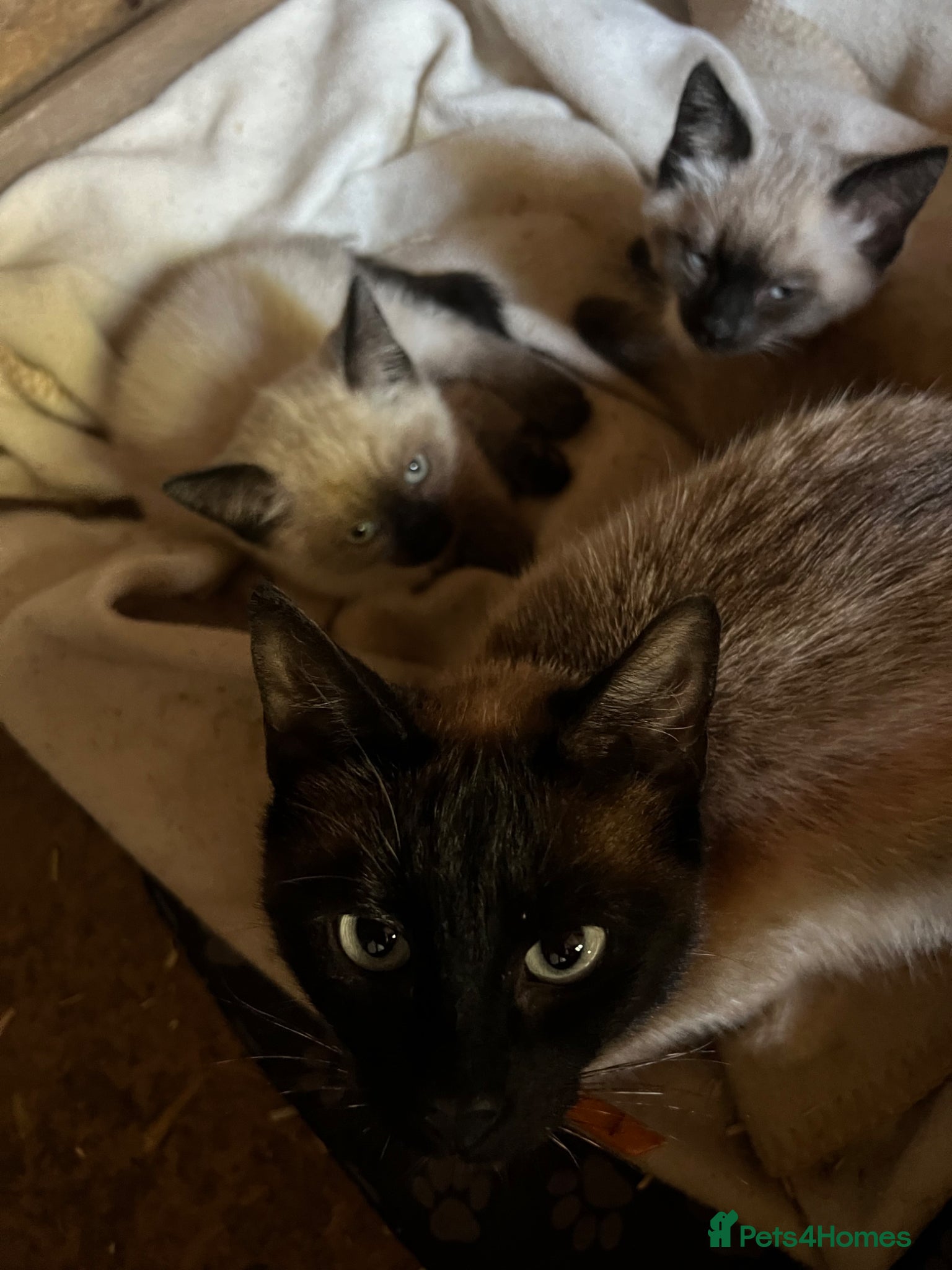 Ragdoll cats Ragdoll X Siamese Kittens.  - Advert 2