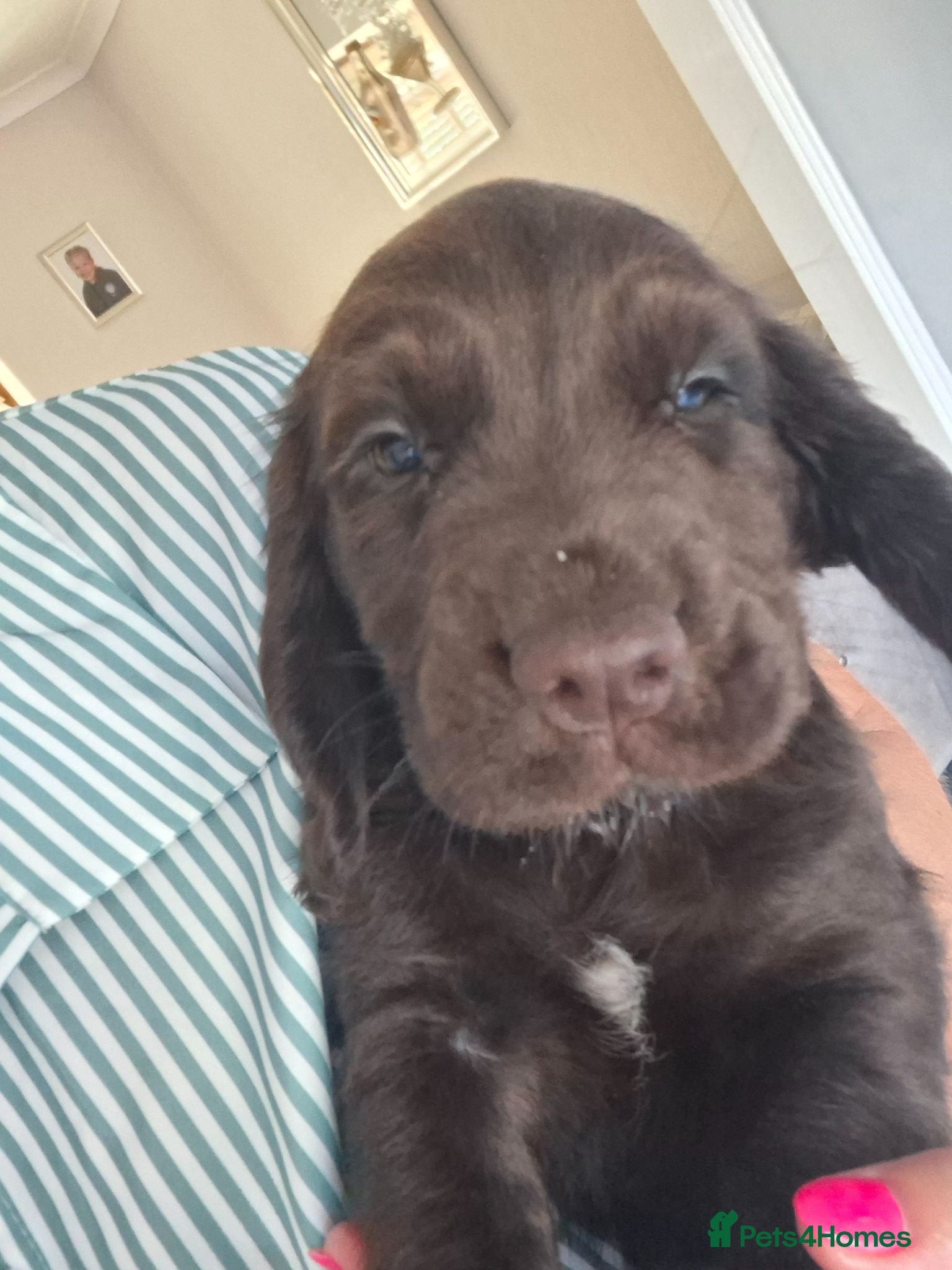 Cocker Spaniel dogs Ready 12th July  - Advert 4