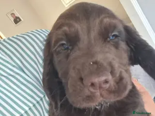 Cocker Spaniel dogs Ready 12th July - Advert 4