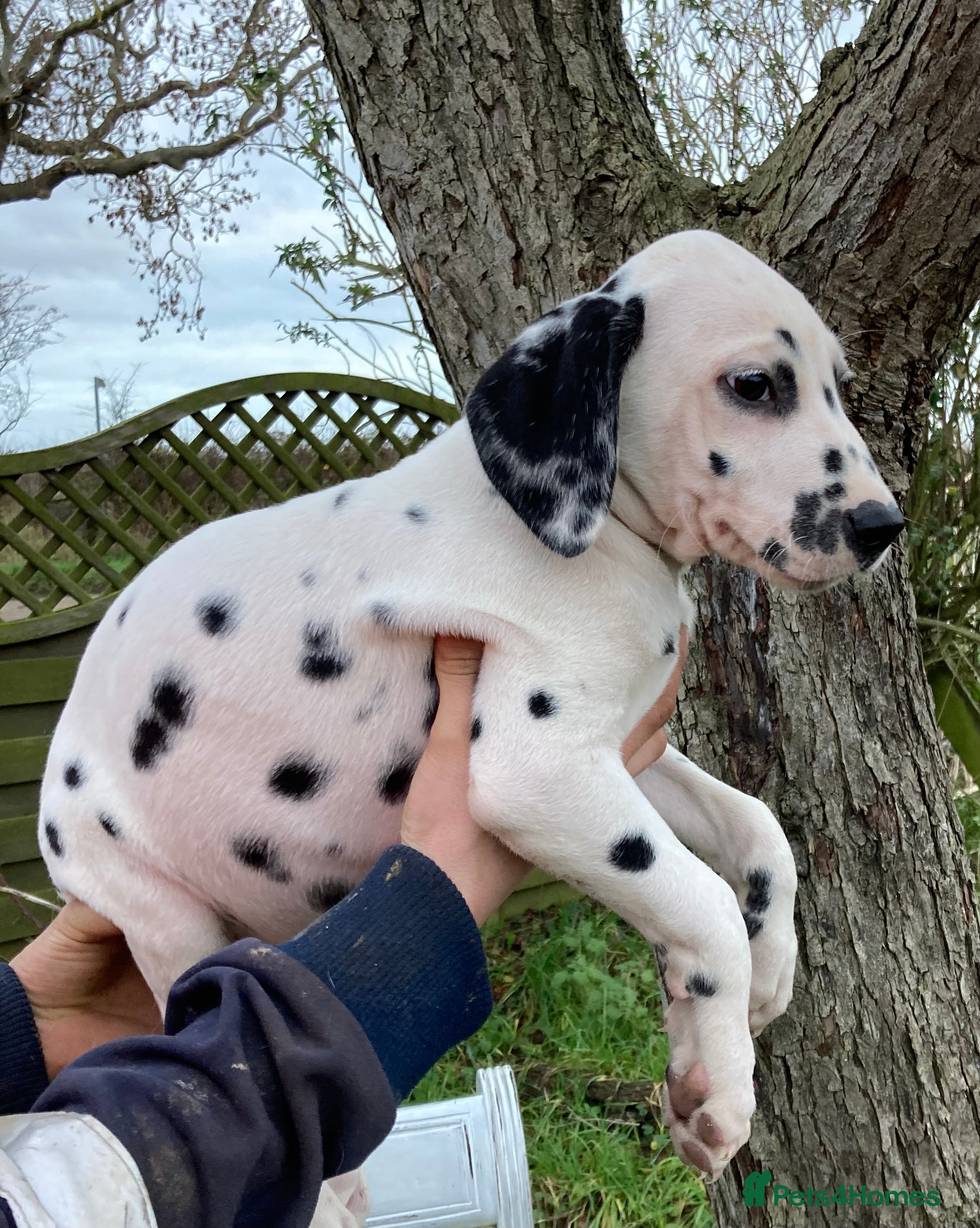 Dalmatian dogs Dalmation puppies  - Advert 6