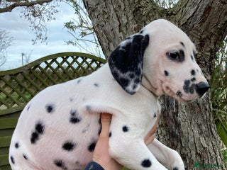 Dalmatian dogs Dalmation puppies - Advert 1