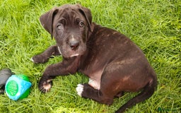 Mixed Breed dogs for sale: Cane Corso x Puppies  - Image 6