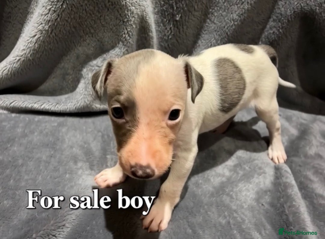 Whippet dogs for sale: whippet puppies - Image 2