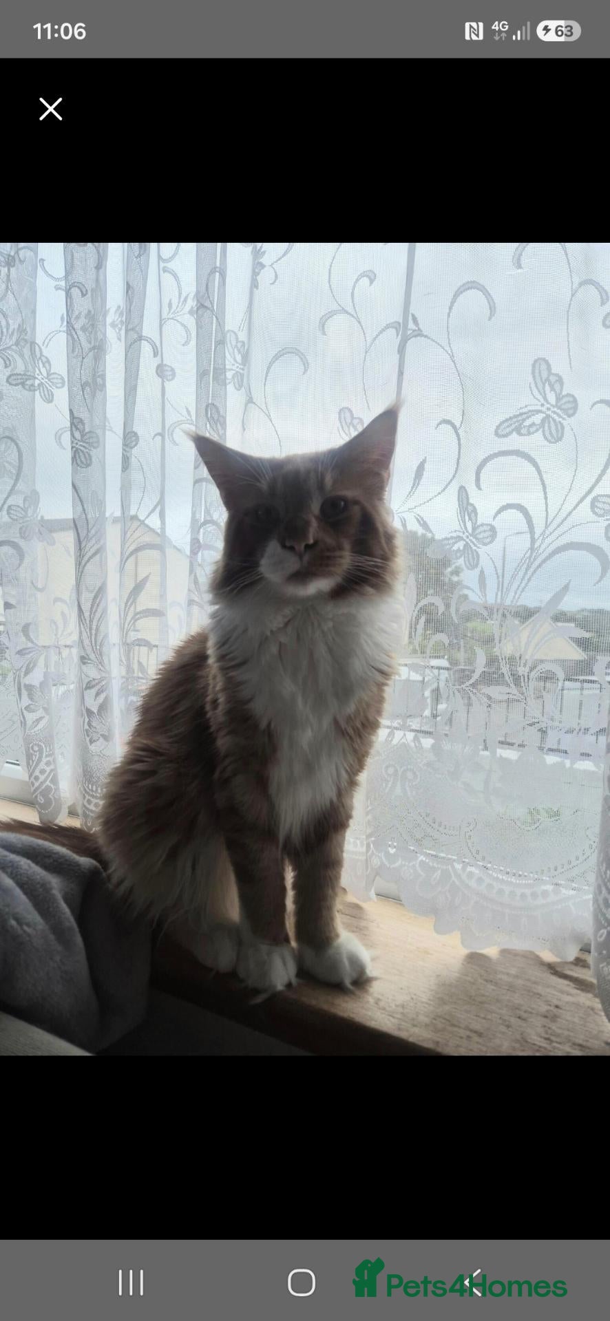 Maine Coon cats Stunning Maine Coon male for stud - Advert 1