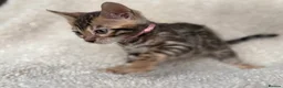 Bengal cats for sale: Bengal Kittens Looking for Loving Homes 🐾  - Advert 20
