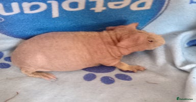 Guinea Pig rodents - Advert 4