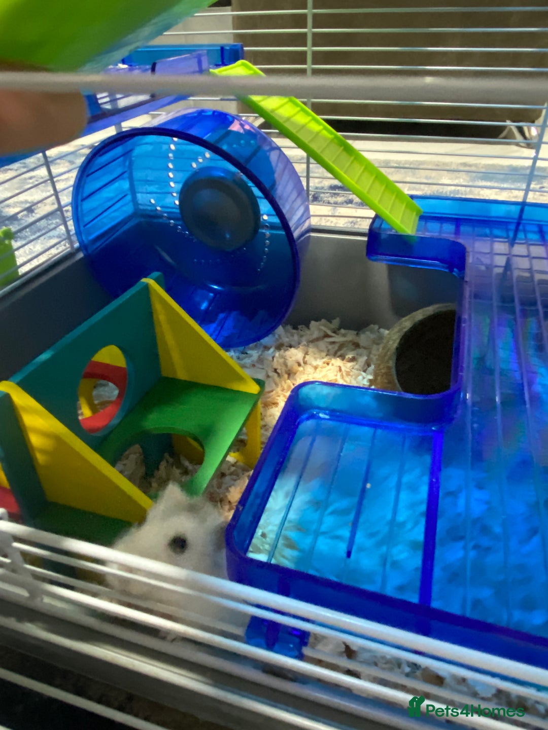 Hamster rodents for sale: Russian White Dwarf Hamster (and belongings!) - Advert 10