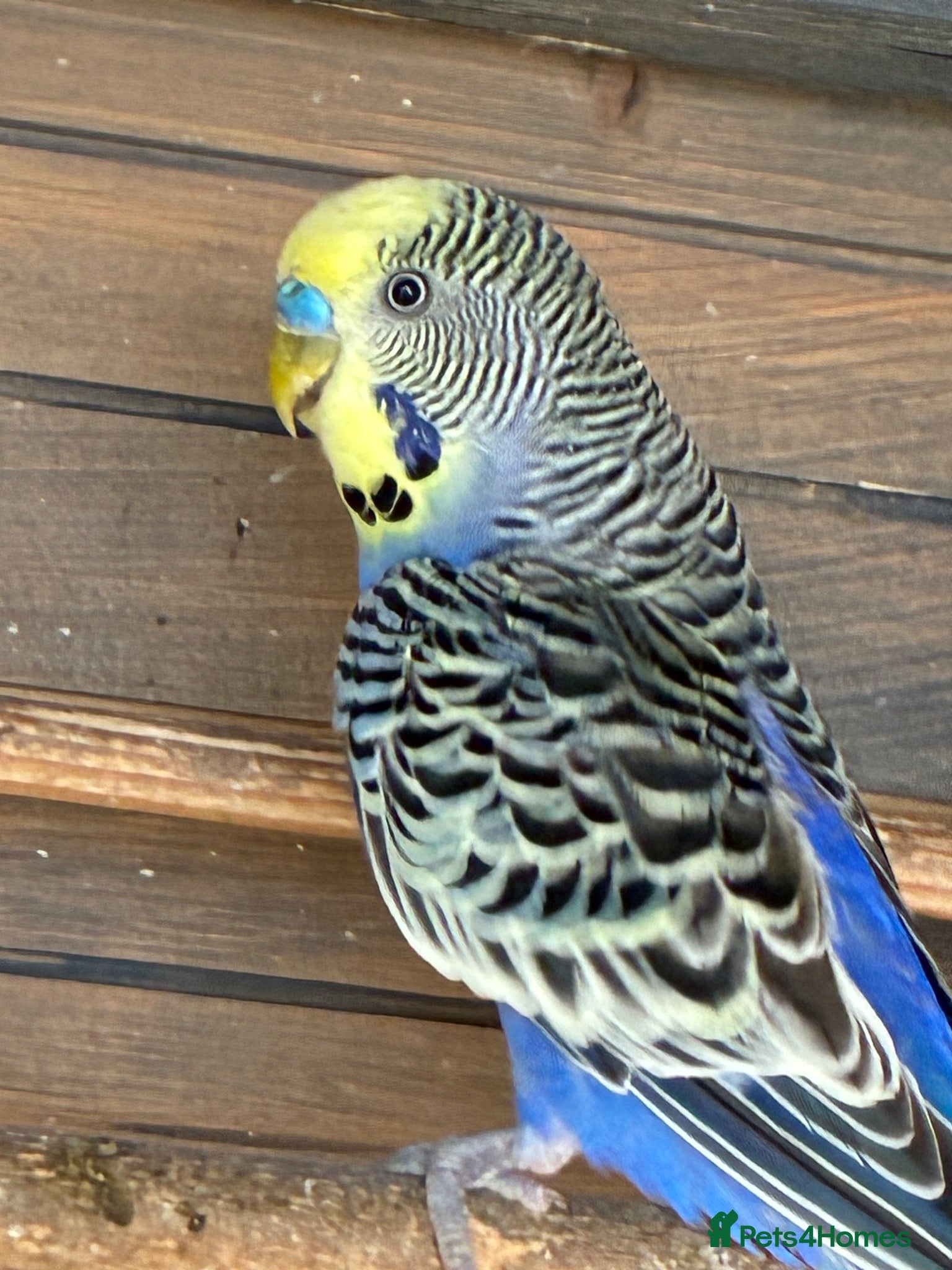 Budgerigars birds Aviary-bred Budgies’s  - Advert 1