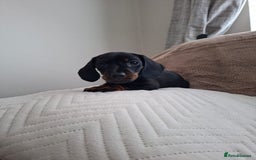 Miniature Dachshund dogs for sale: Miniature smooth hair dachshunds - Image 17