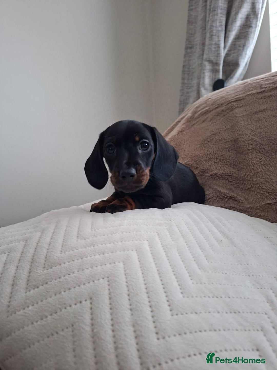 Miniature Dachshund dogs for sale: Miniature smooth hair dachshunds - Image 17