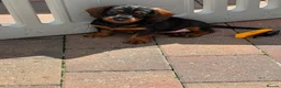 Miniature Dachshund dogs for sale: Home raised miniature wire haired dachshunds in Uttoxeter - Advert 13