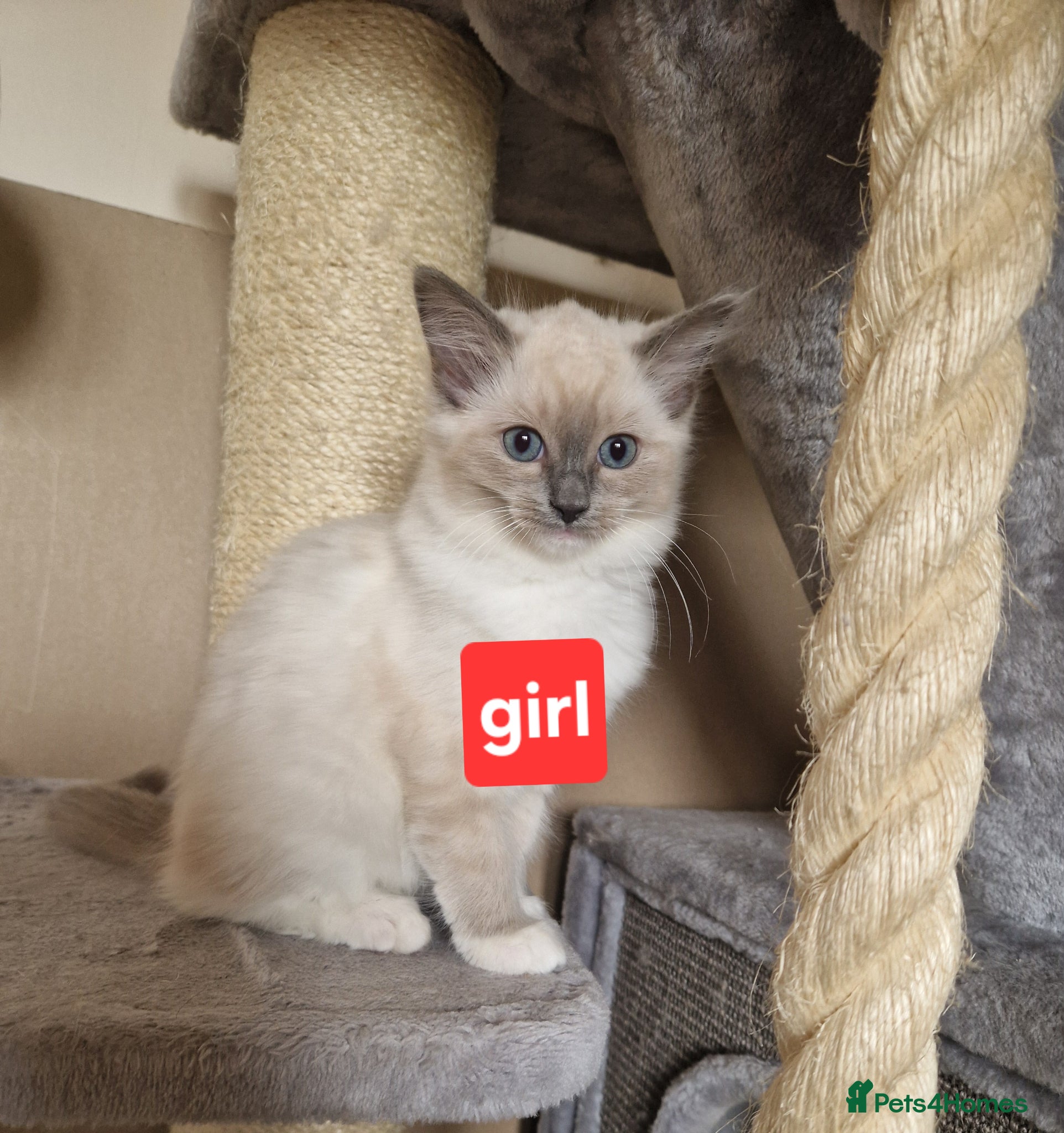 Ragdoll cats Girl and boy ragdolls - Advert 1