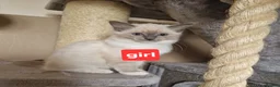 Ragdoll cats for sale: Girl and boy ragdolls - Advert 1