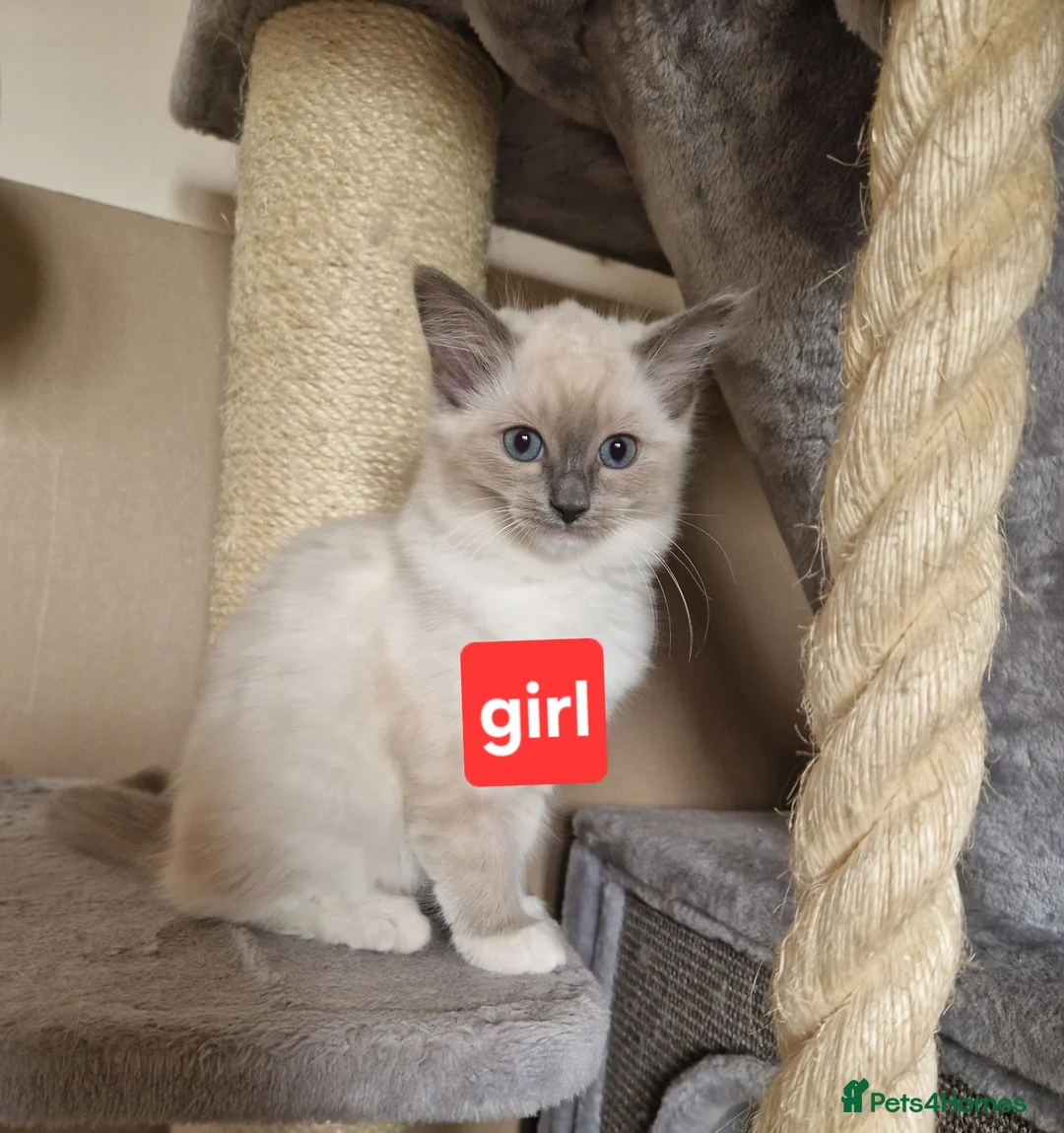 Ragdoll cats for sale: Girl and boy ragdolls - Advert 1
