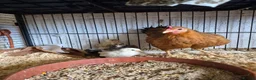 Chickens poultry for sale: Hen and 4 chicks for sale - Advert 2