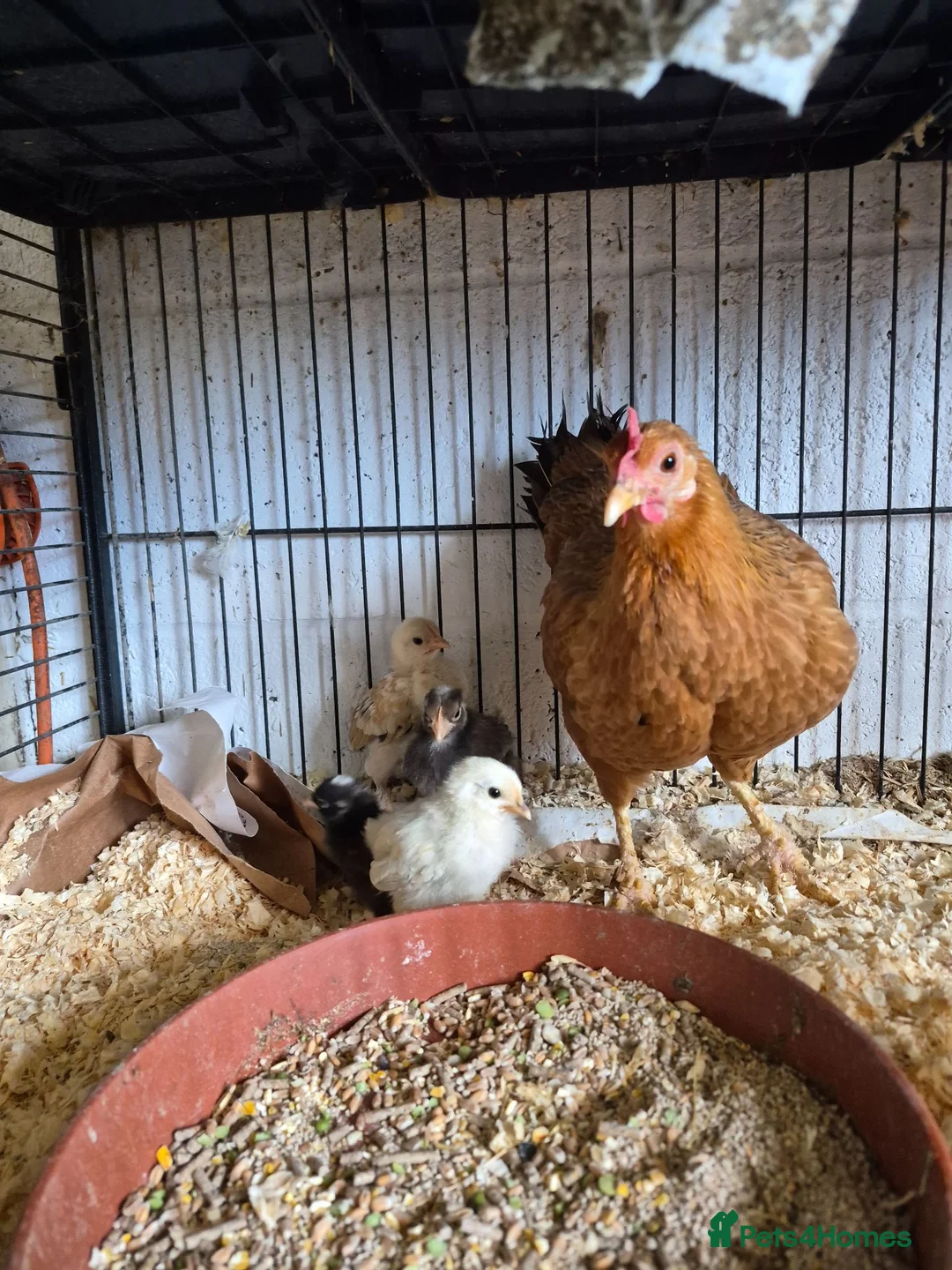 Chickens poultry for sale: Hen and 4 chicks for sale - Advert 2