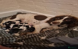 Mixed Breed dogs for sale: Spingalier pups - Image 7