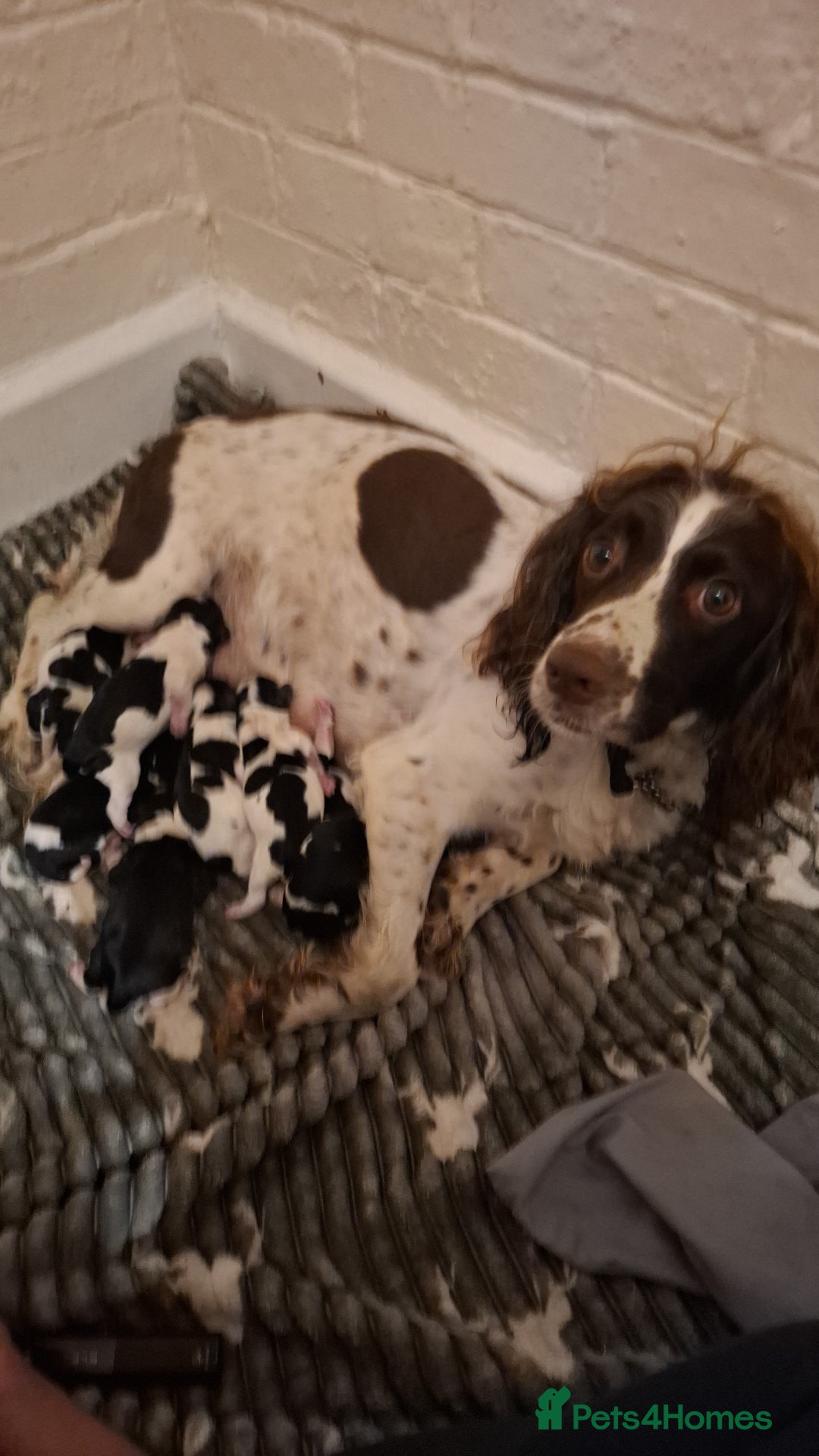 Mixed Breed dogs for sale: Spingalier pups - Image 7