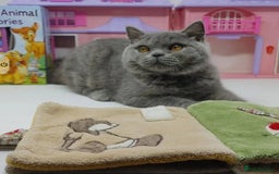 British Shorthair cats for sale: Blue British Shorthair Kittens - Advert 12