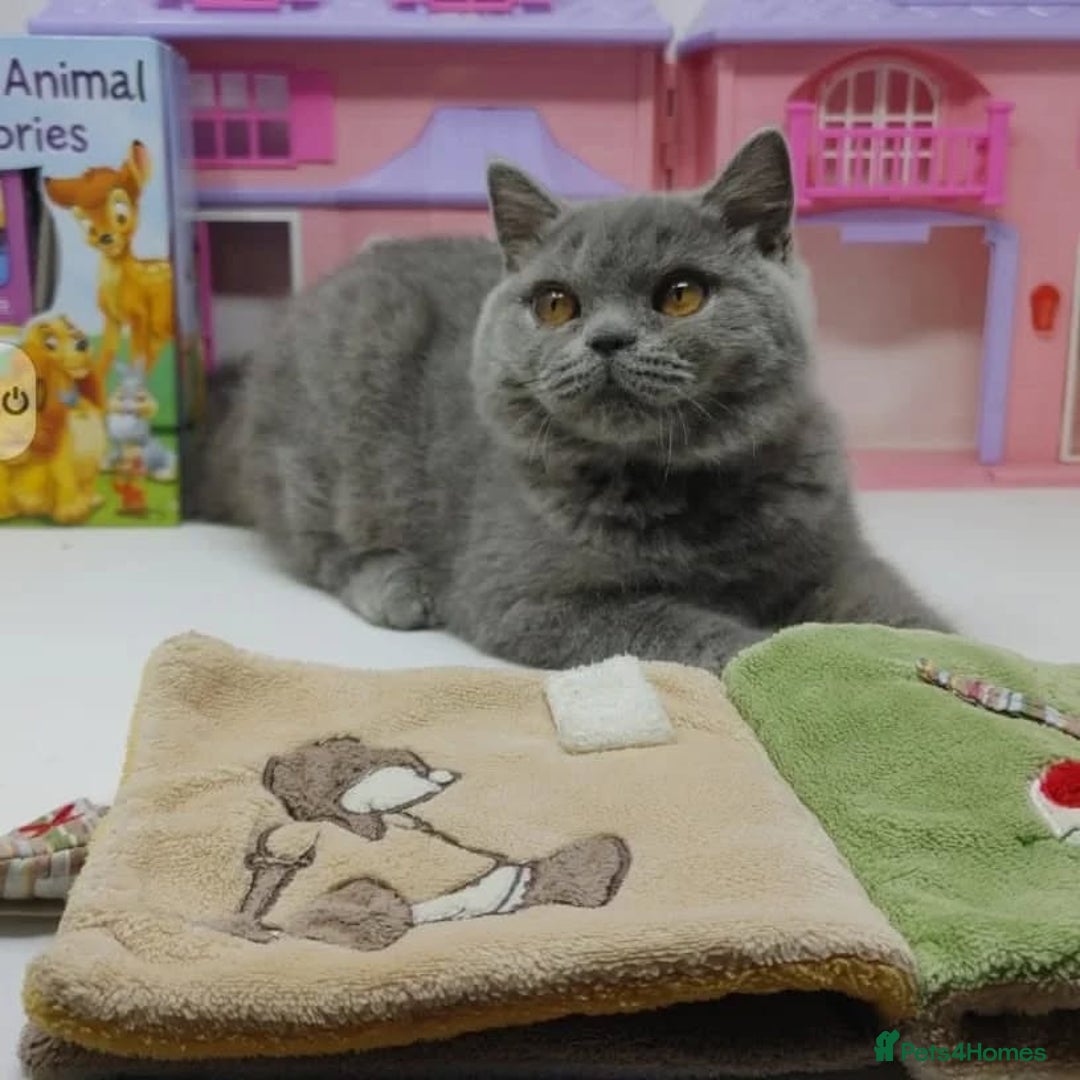 British Shorthair cats for sale: Blue British Shorthair Kittens - Advert 12