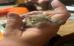 Degus rodents for sale: Baby Degus looking for loving homes - Image 6