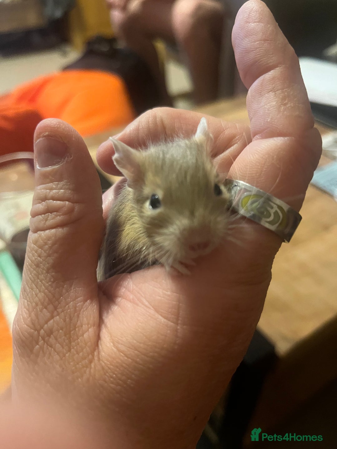 Degus rodents for sale: Baby Degus looking for loving homes - Image 6