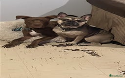 Mixed Breed dogs for sale: Staffy American bulldog mix puppy - Advert 1