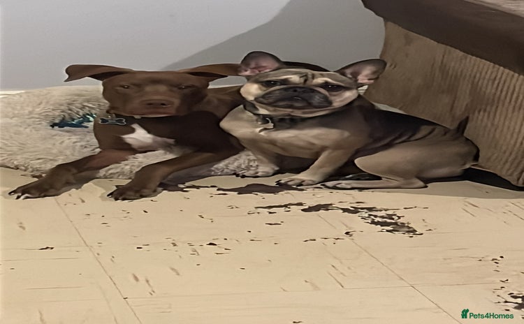 Mixed Breed dogs Staffy American bulldog mix puppy - Advert 1