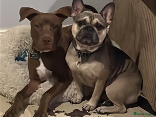 Mixed Breed dogs Staffy American bulldog mix puppy - Advert 1