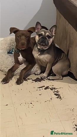 Mixed Breed dogs Staffy American bulldog mix puppy - Advert 1