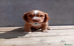 Cocker Spaniel dogs for sale: (Reduced) Last male Cocker spaniel available - Image 3