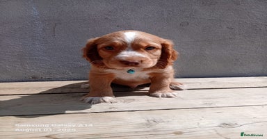 Cocker Spaniel dogs - Advert 16