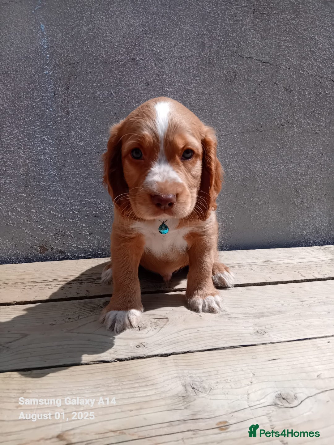 Cocker Spaniel dogs for sale: (Reduced) Last male Cocker spaniel available - Image 3