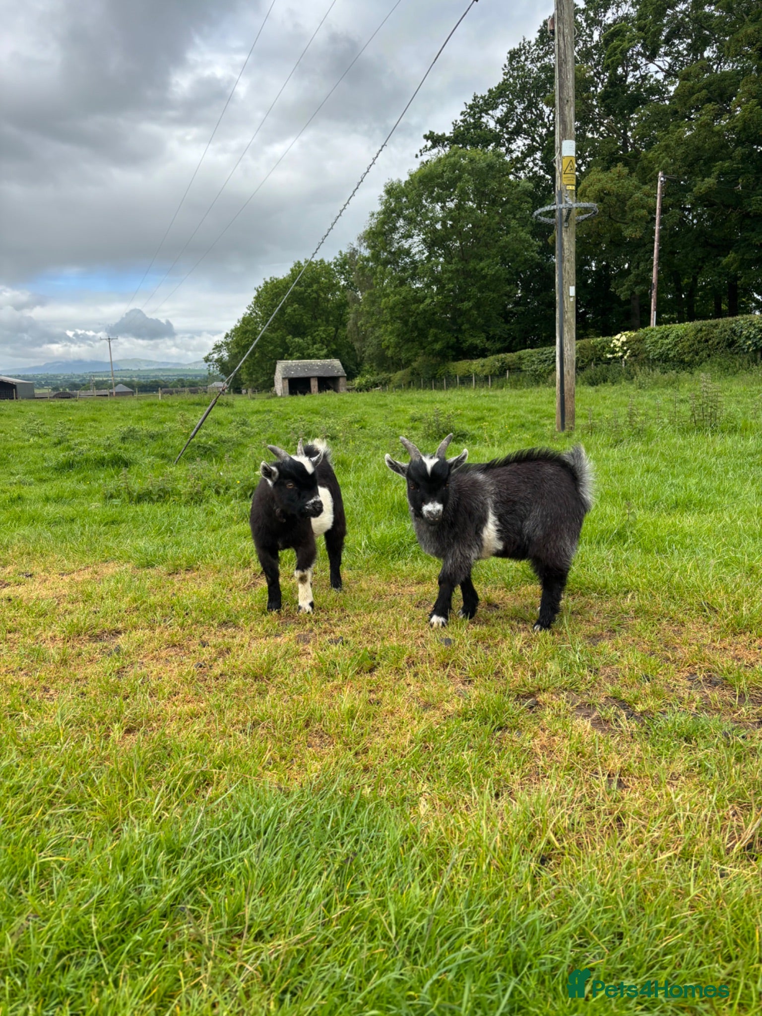 Goats livestock 2 Billy Pygmy Goats - Advert 1