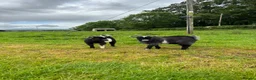 Goats livestock for sale: 2 Billy Pygmy Goats - Advert 1