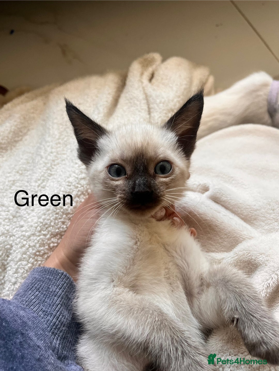 Siamese cats for sale: Human Toilet Trained! Exquisite Siamese Kittens - Image 32