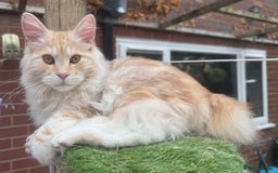 Kurilian Bobtail cats for sale: Cute purebreed Kurilian bobtail kitten available  - Image 6