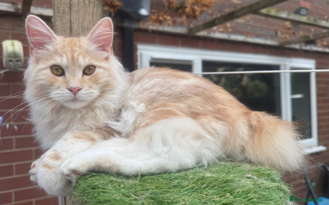 Kurilian Bobtail cats for sale: Cute purebreed Kurilian bobtail kitten available  - Image 6