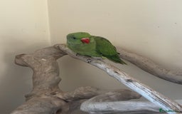 Ringnecks birds for sale: Hand Reared Green Indian Ringneck *READY NOW* - Image 2