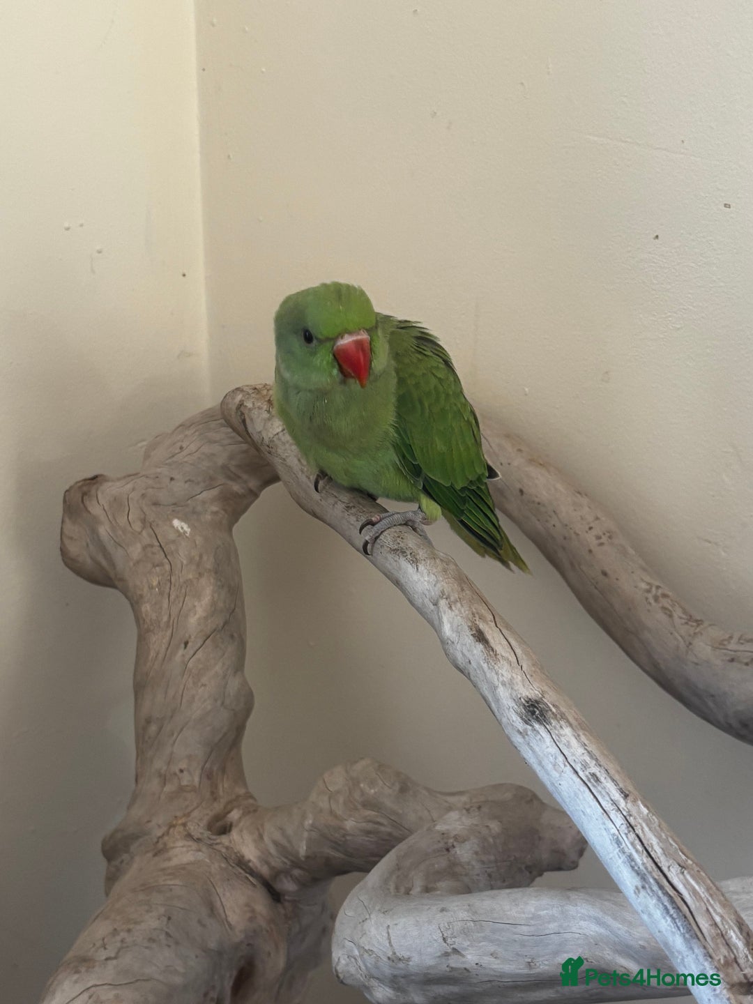 Ringnecks birds for sale: Hand Reared Green Indian Ringneck *READY NOW* - Image 2