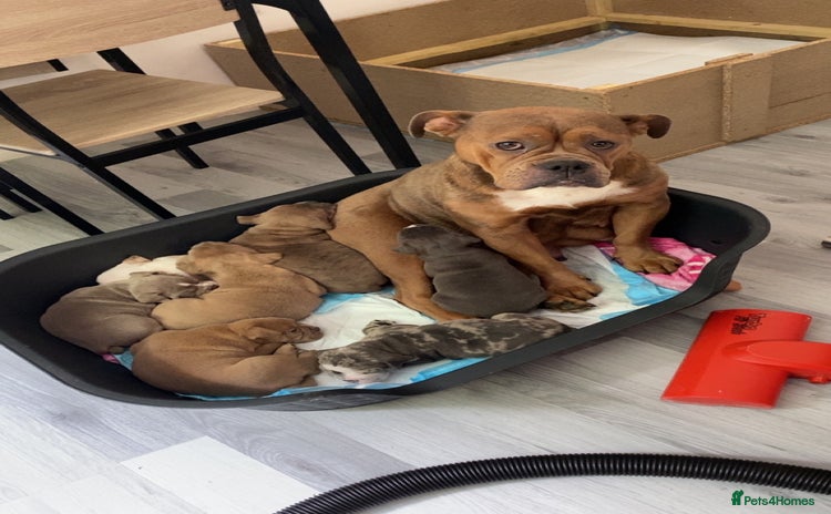 Dorset Olde Tyme Bulldogge dogs - Advert 1