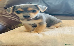 Jack Russell dogs for sale: Outstanding miniature Jack Russell puppies  - Image 4